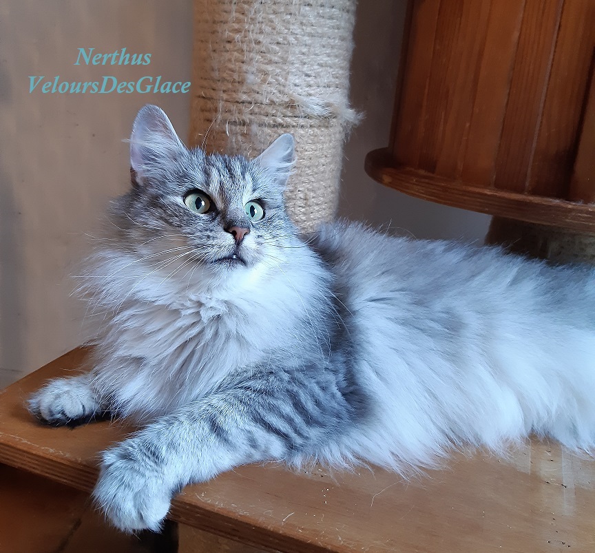 Nerthus-VeeloursDesGlace