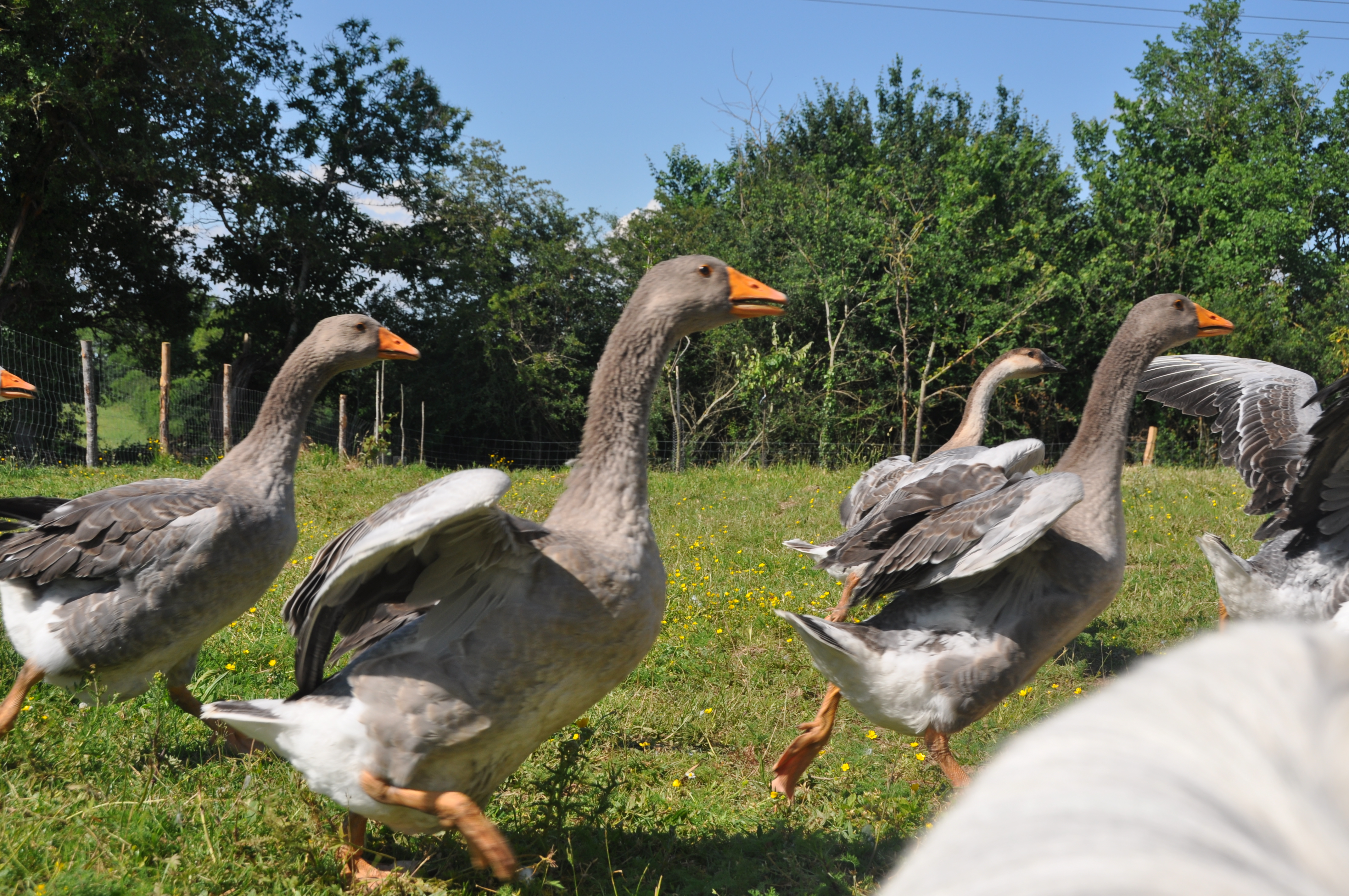 DSC 0475