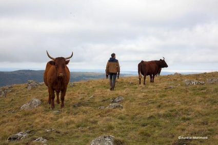 Exploitation agricole familiale de vaches Salers et apiculture dans un environnement de moyenne montagne dans le Cantal