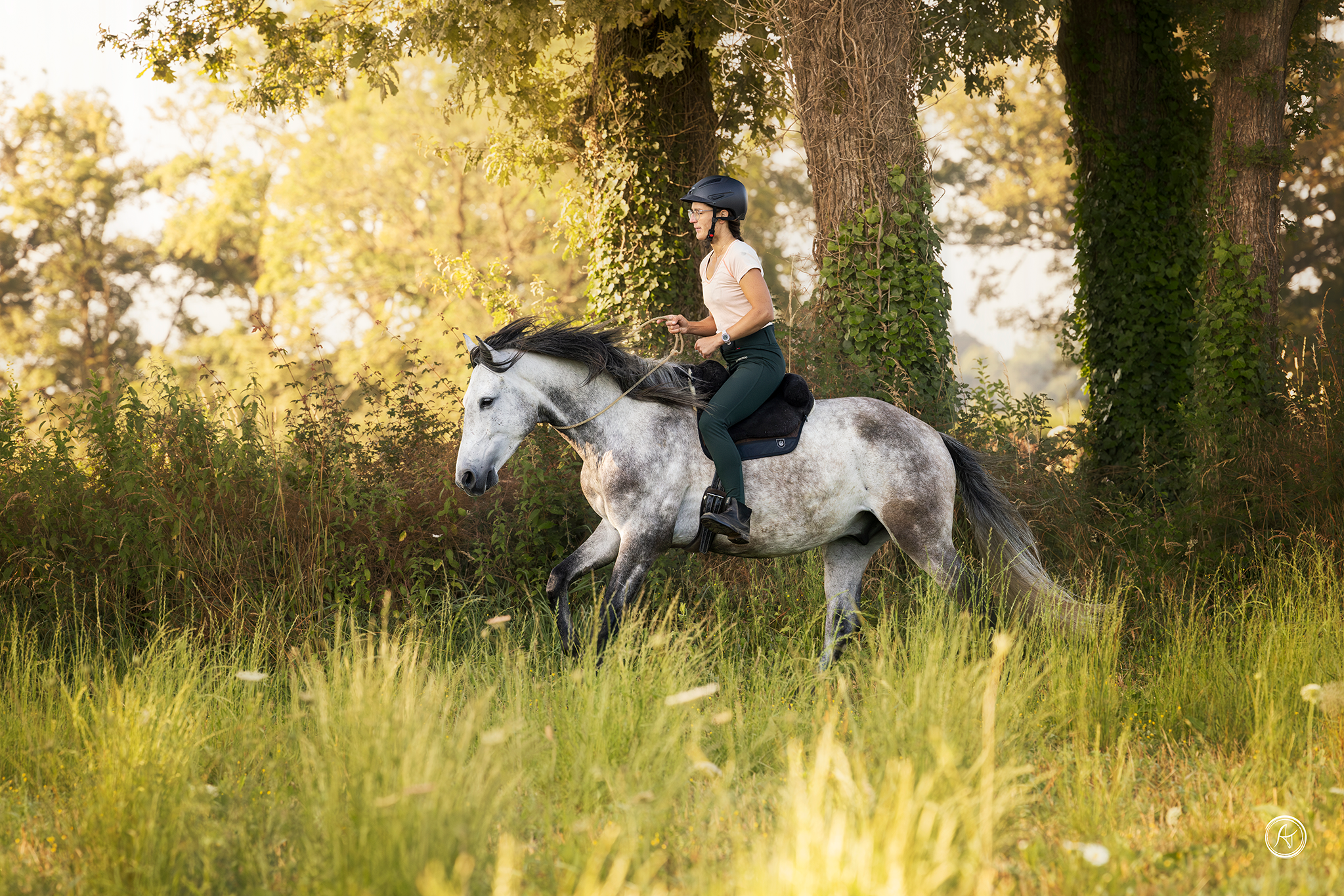 Phoebus-bridleless