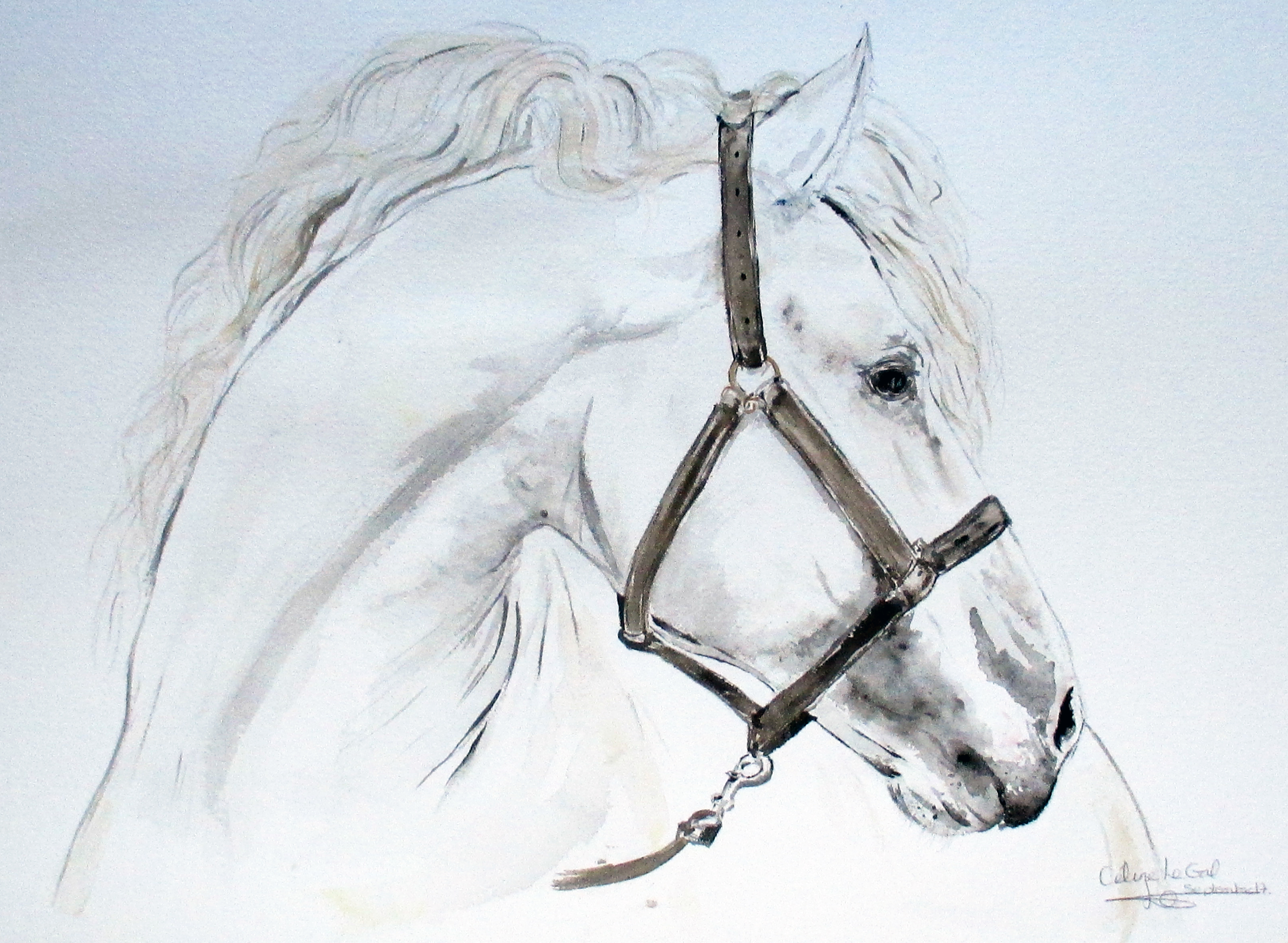 Mon cheval 20170920