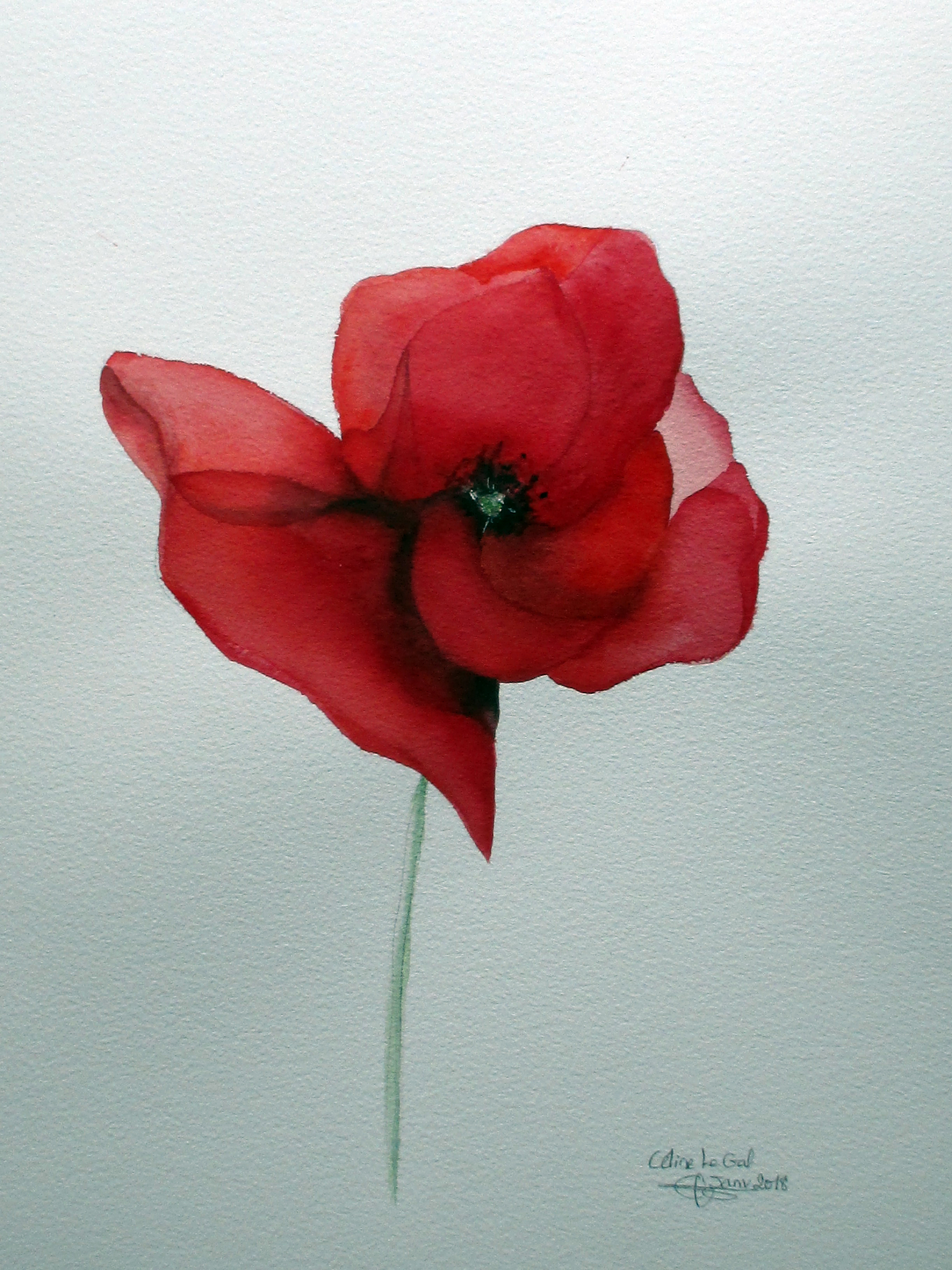 Coquelicot epanoui 20180103clg