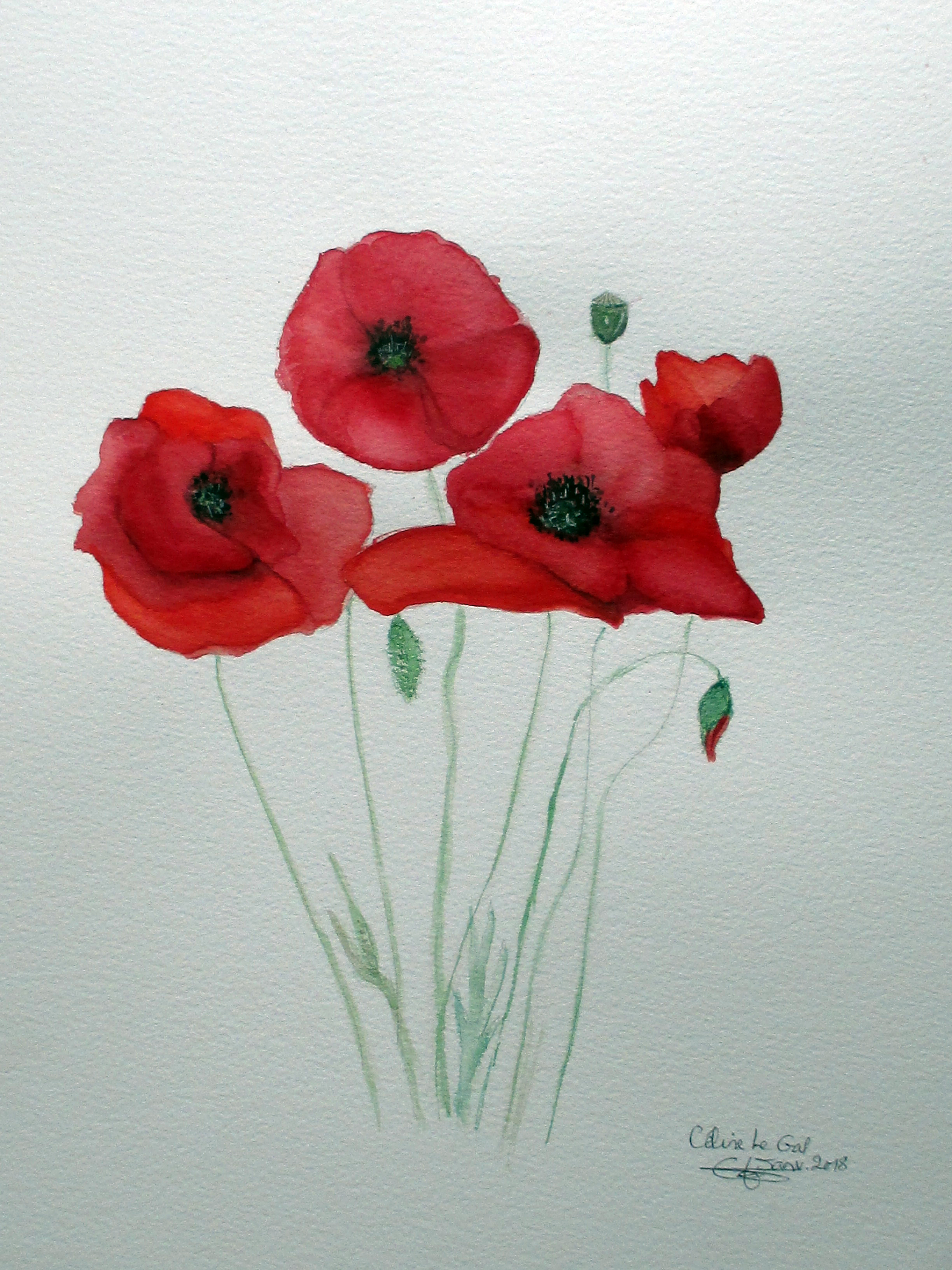 Coquelicots 20180103clg