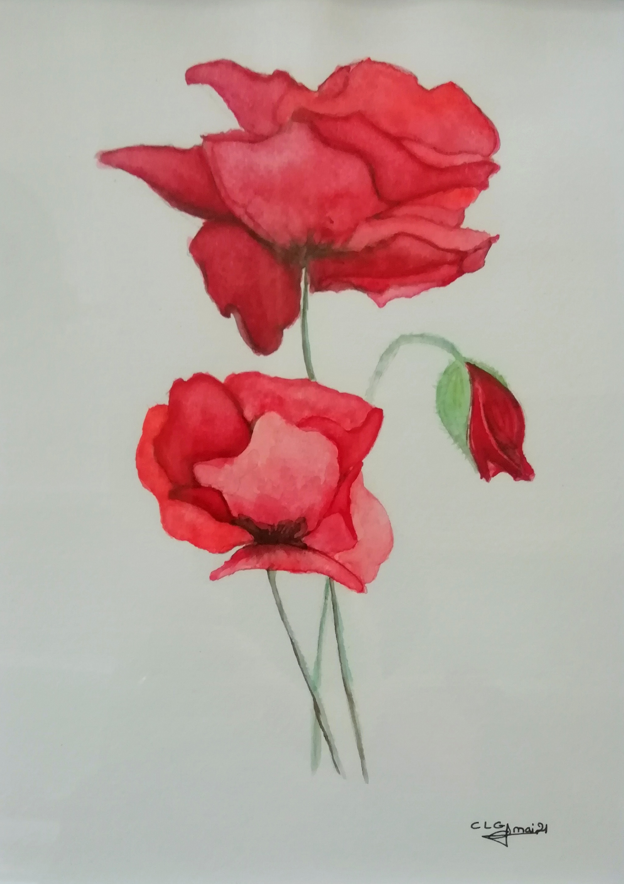 Coquelicotsrouges 20210518 clgcupoftea