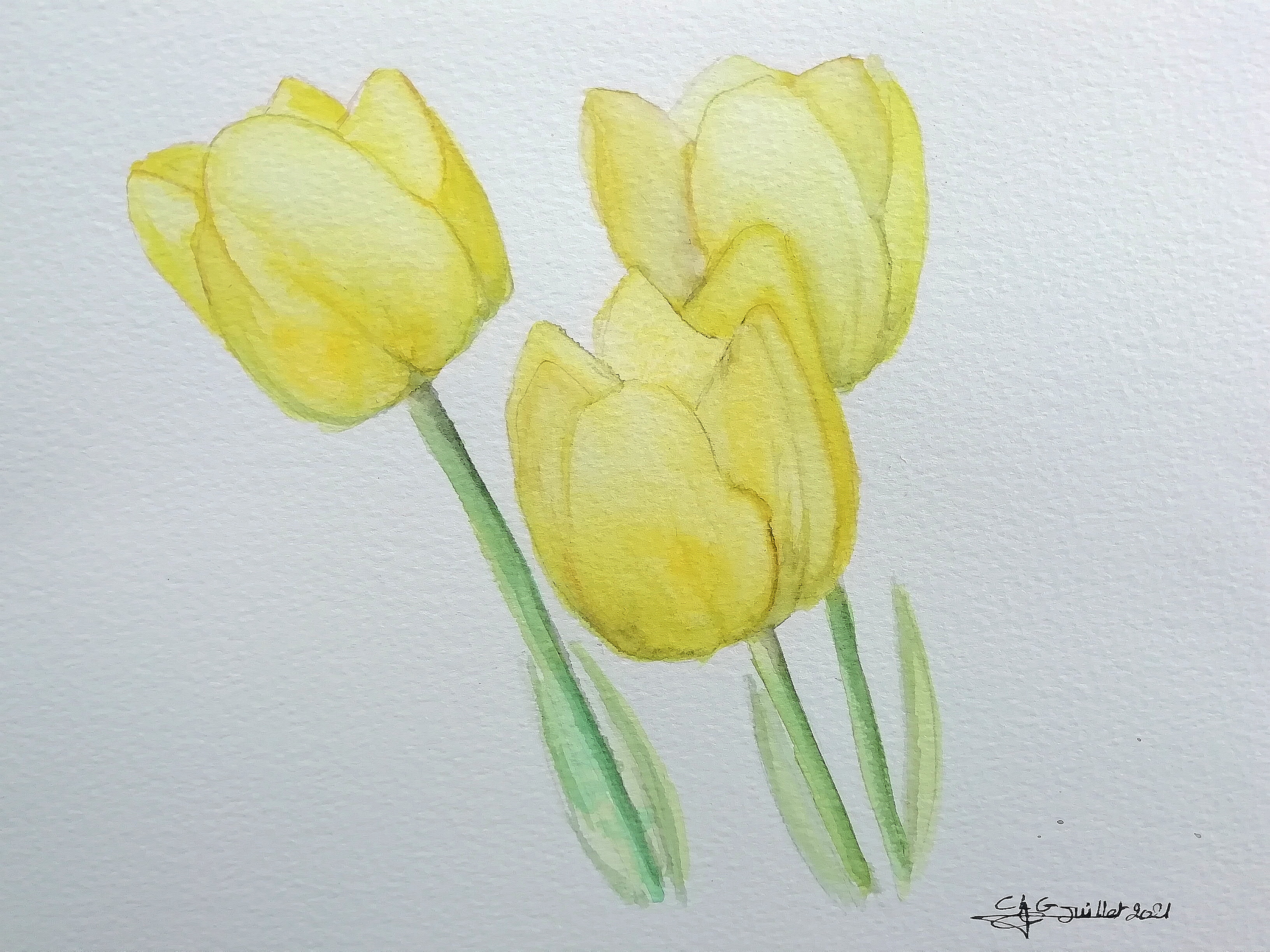Tulipes jaunes clgcupoftea juillet21