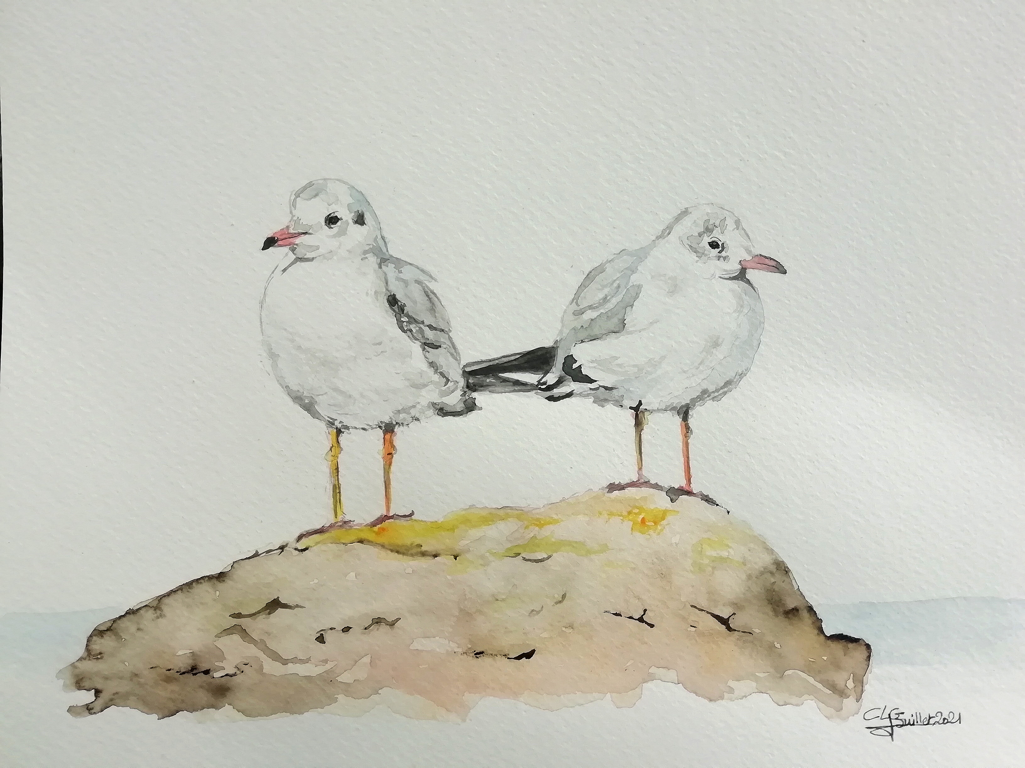 Deux mouettes clgcupoftea juillet21