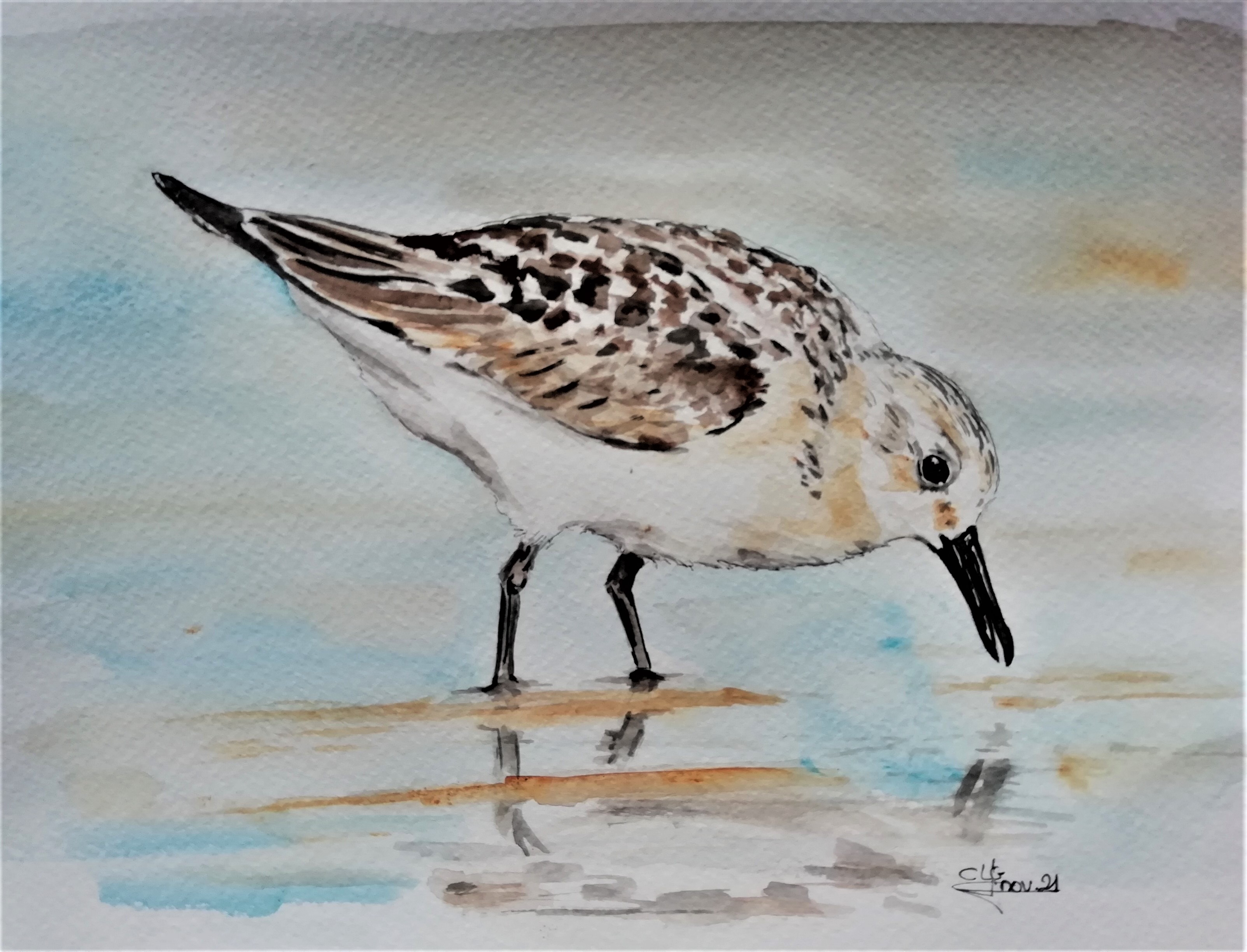 Becasseau sanderling clgcupoftea