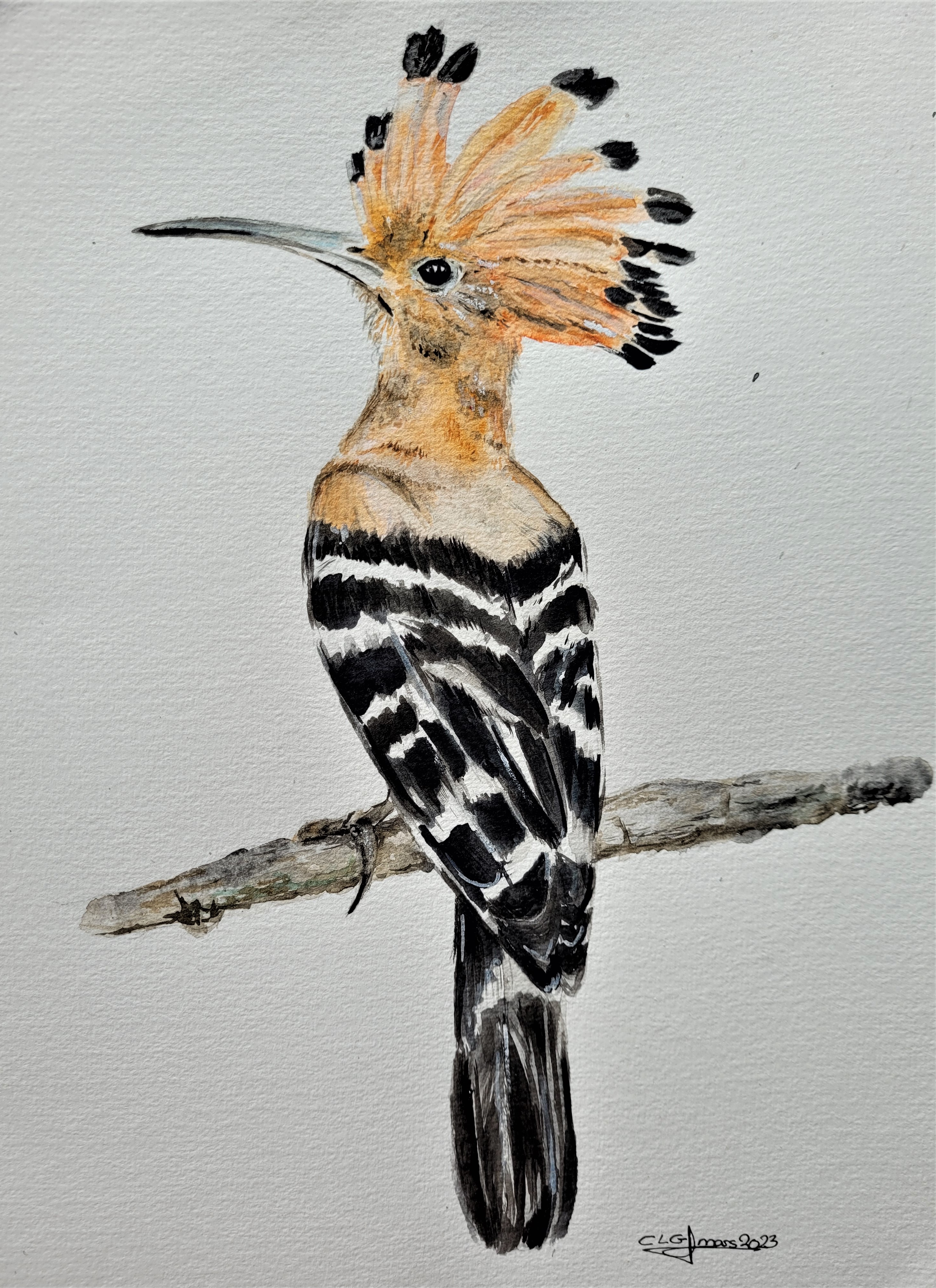 Huppe clgcupoftea 20230401