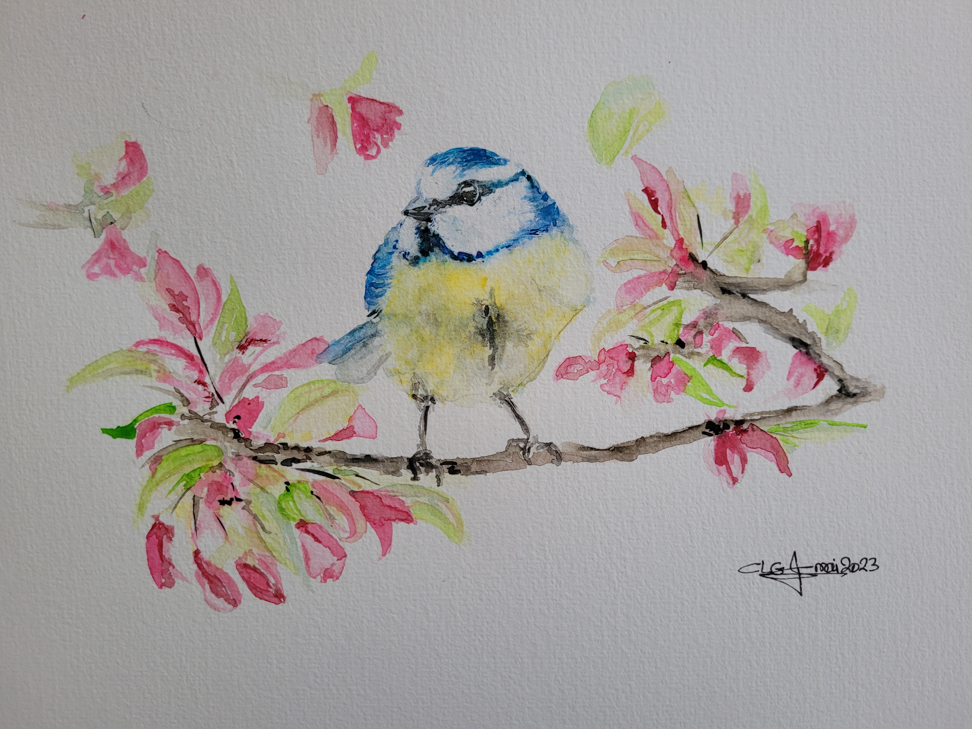 Mesange clgcupoftea mai2023