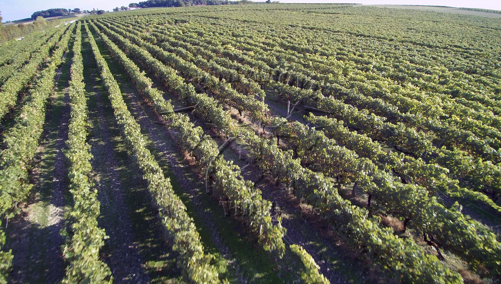 Vignes b fili
