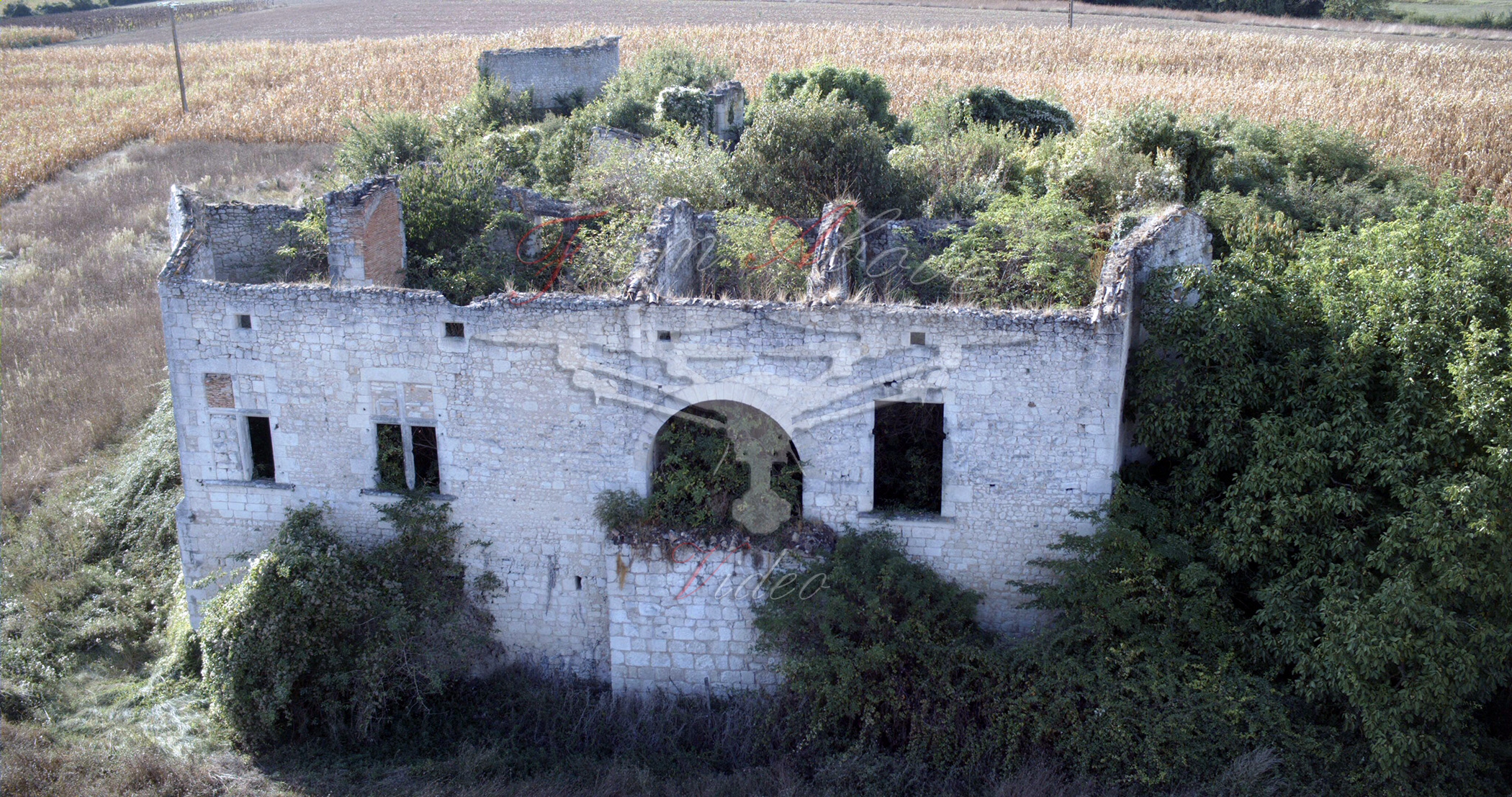 Bardine