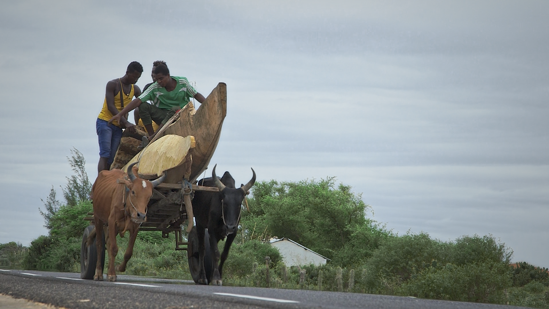 Charette zebus plan cher ancetre
