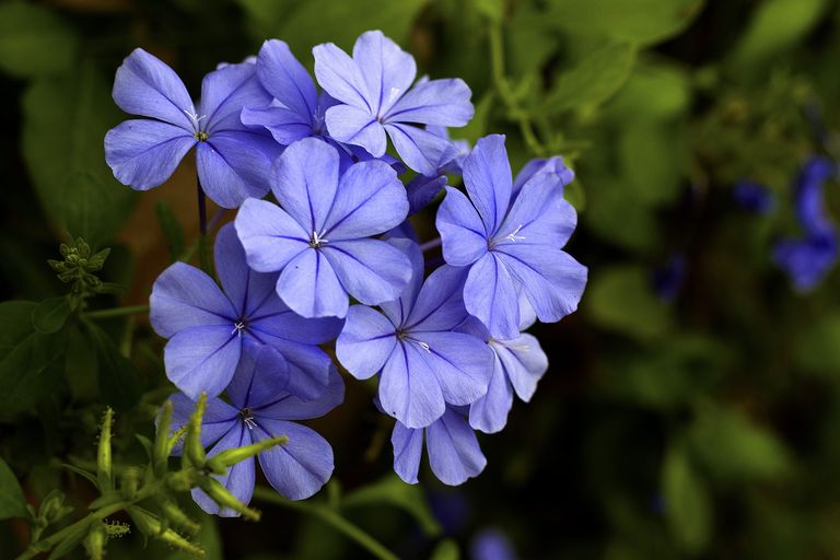 Petunias-plumbago