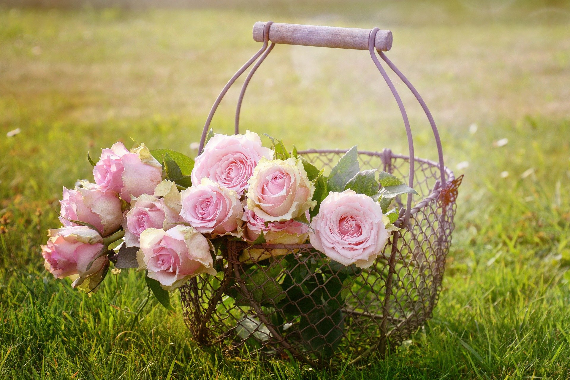 Roses 1566792 1920