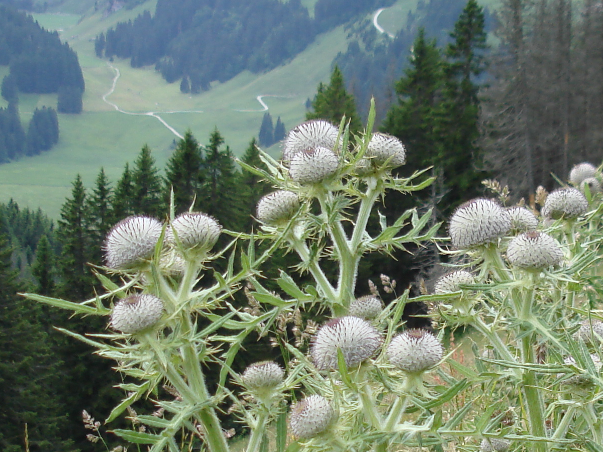 DSC01799 1