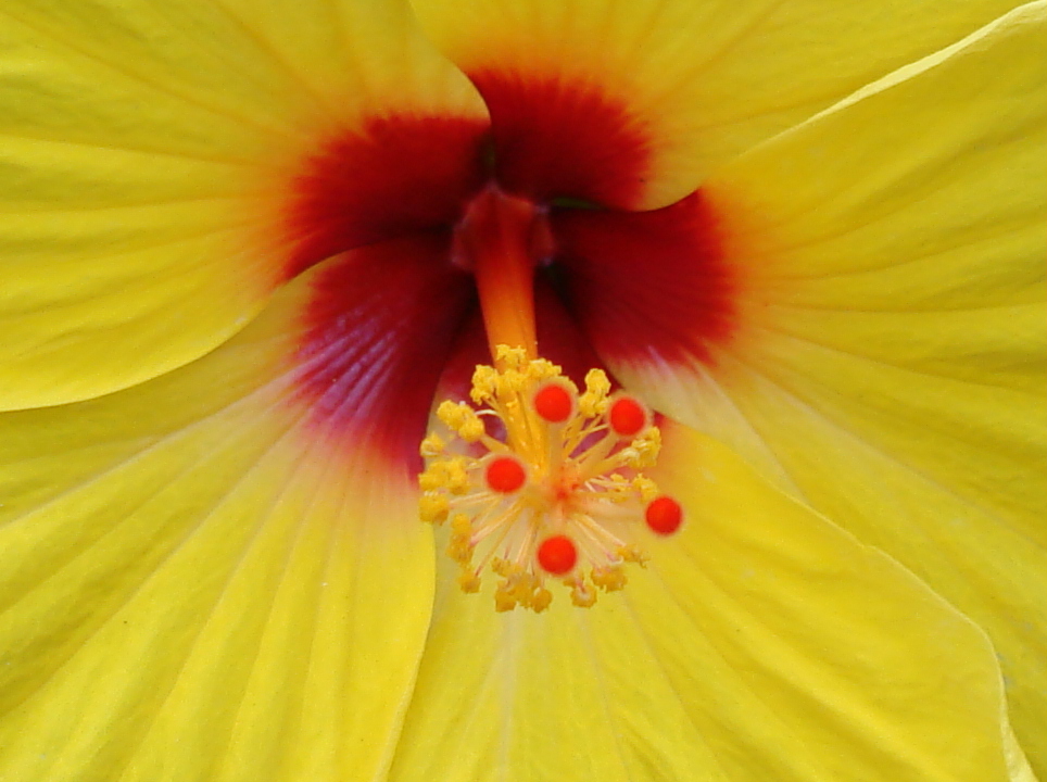 Gros plan de fleur sauvage