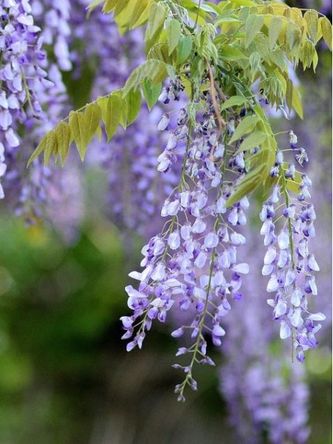 Glycine yokohama fuji 