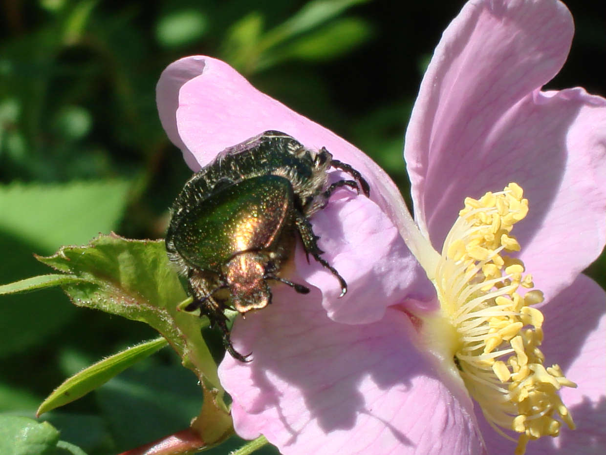 Cétoine dorée en gros plan