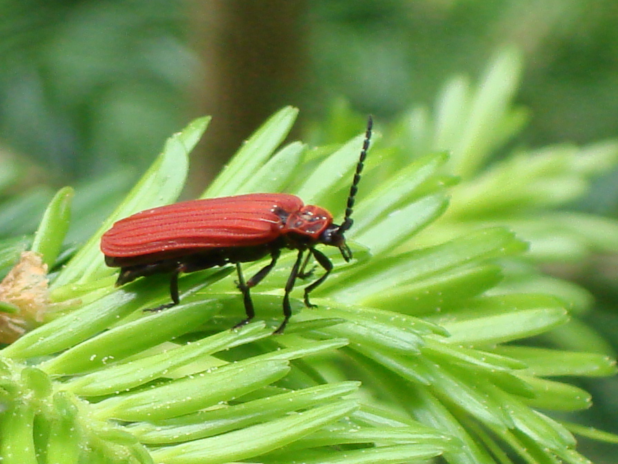 Pyrochroa coccinea ou "cardinal" en gros plan