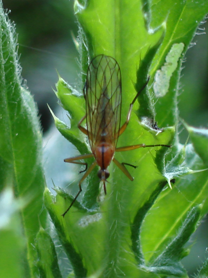 Animaux sauvages suisses / Insecte en gros plan
