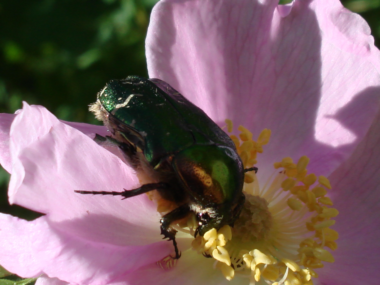 Cétoine dorée en gros plan