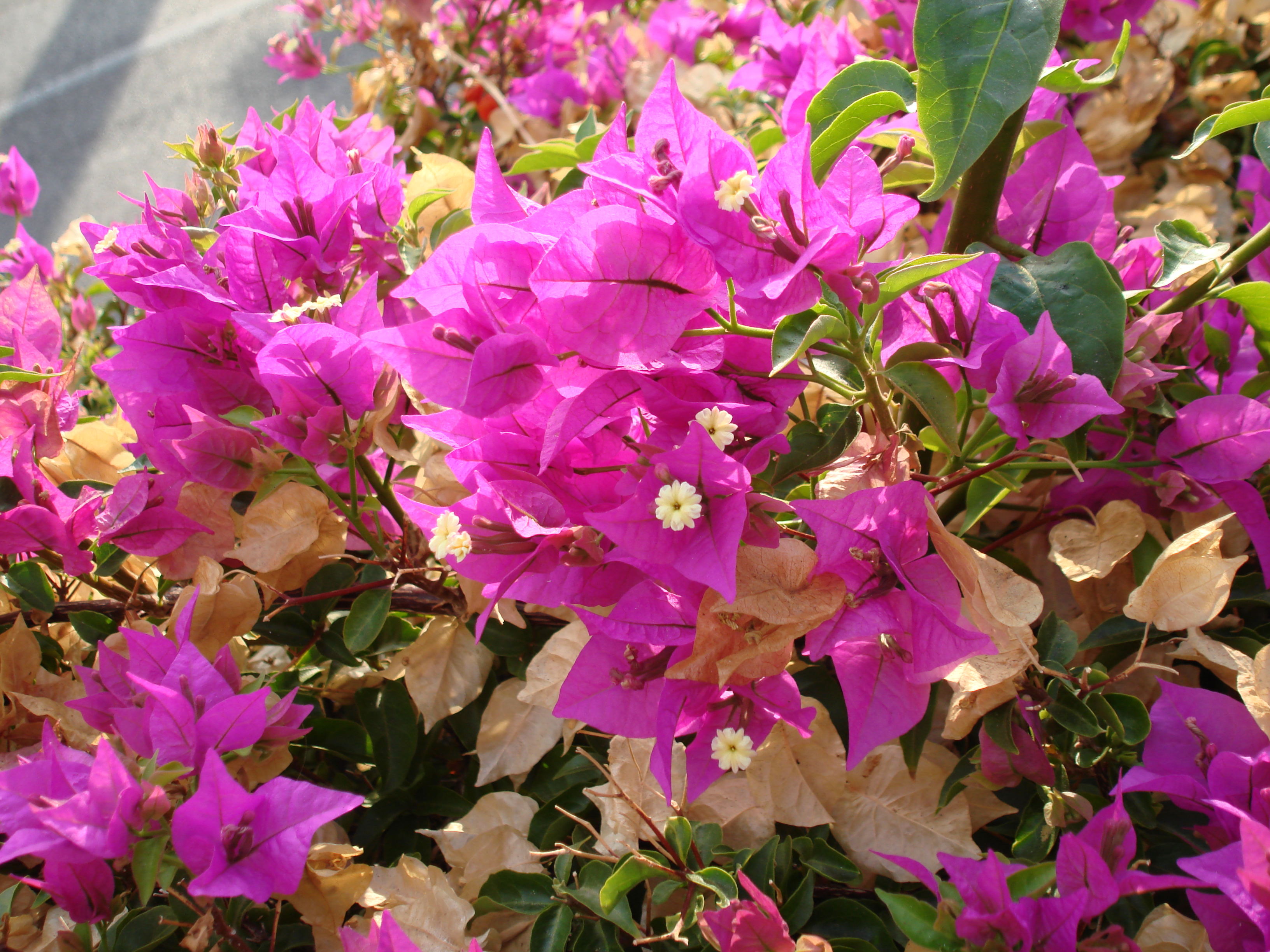 Fleurs sauvages