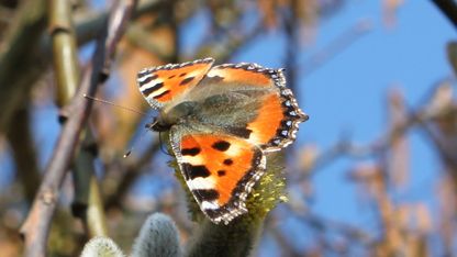 Papillon en gros plan