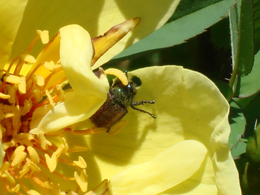 Cétoine dorée en gros plan