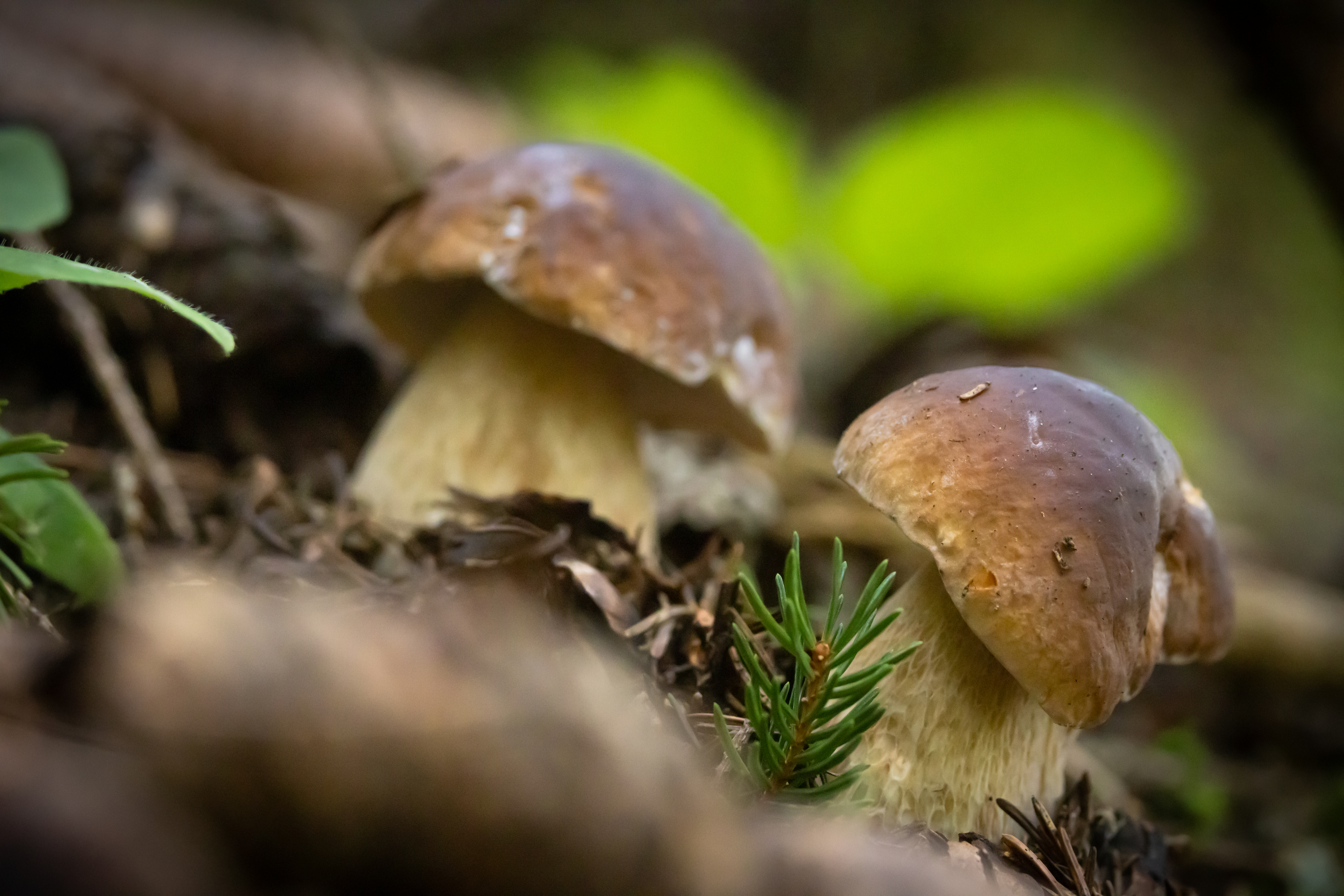 Histoire de cepes