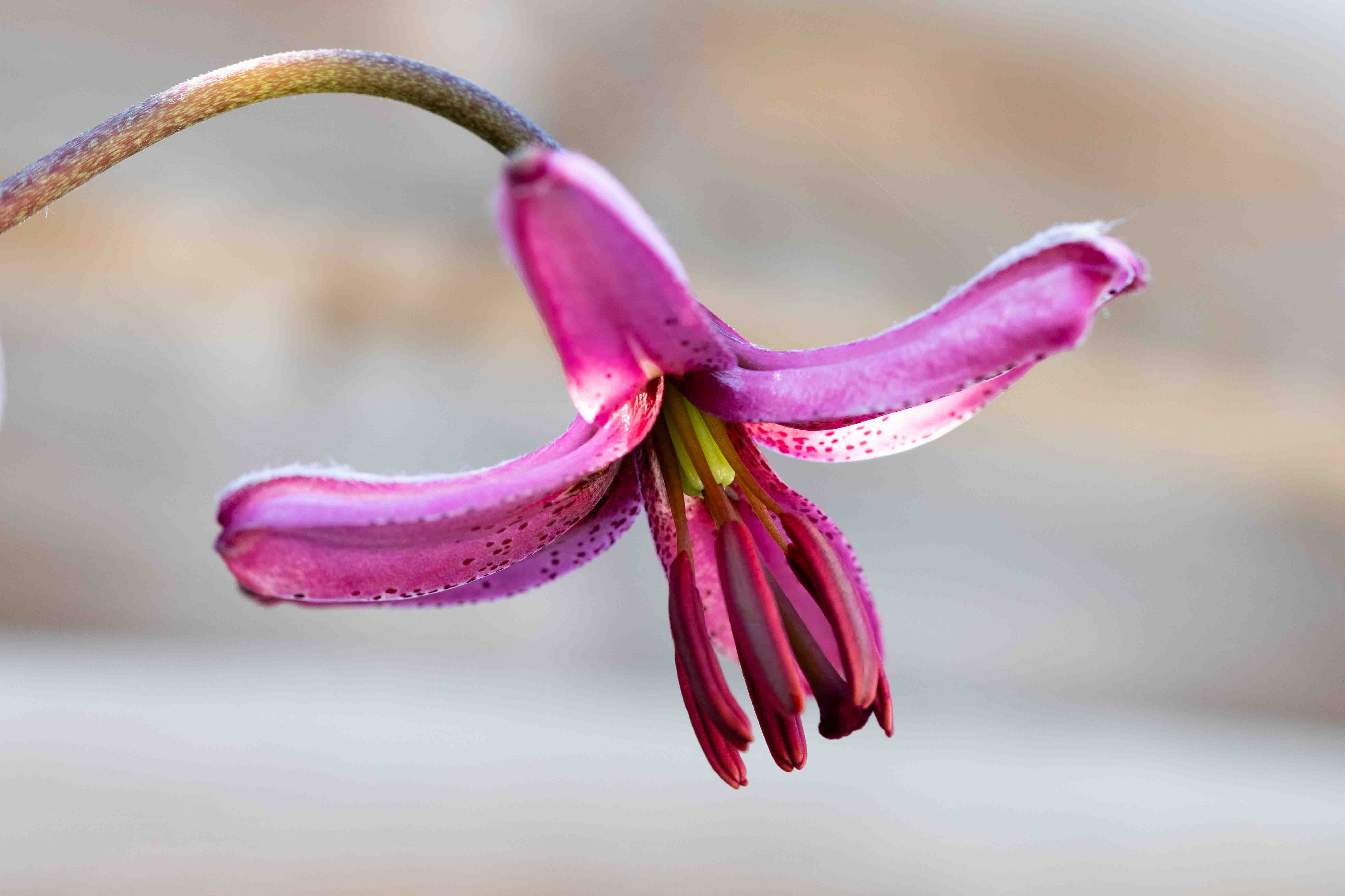 Lys partagon