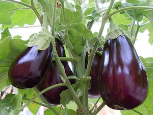 Aubergines noire