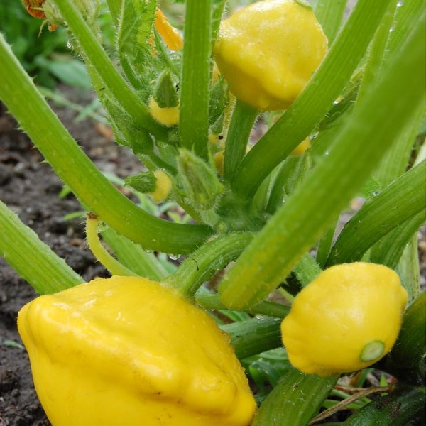 Patisson jaune