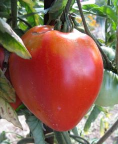 Tomate coeur de boeuf