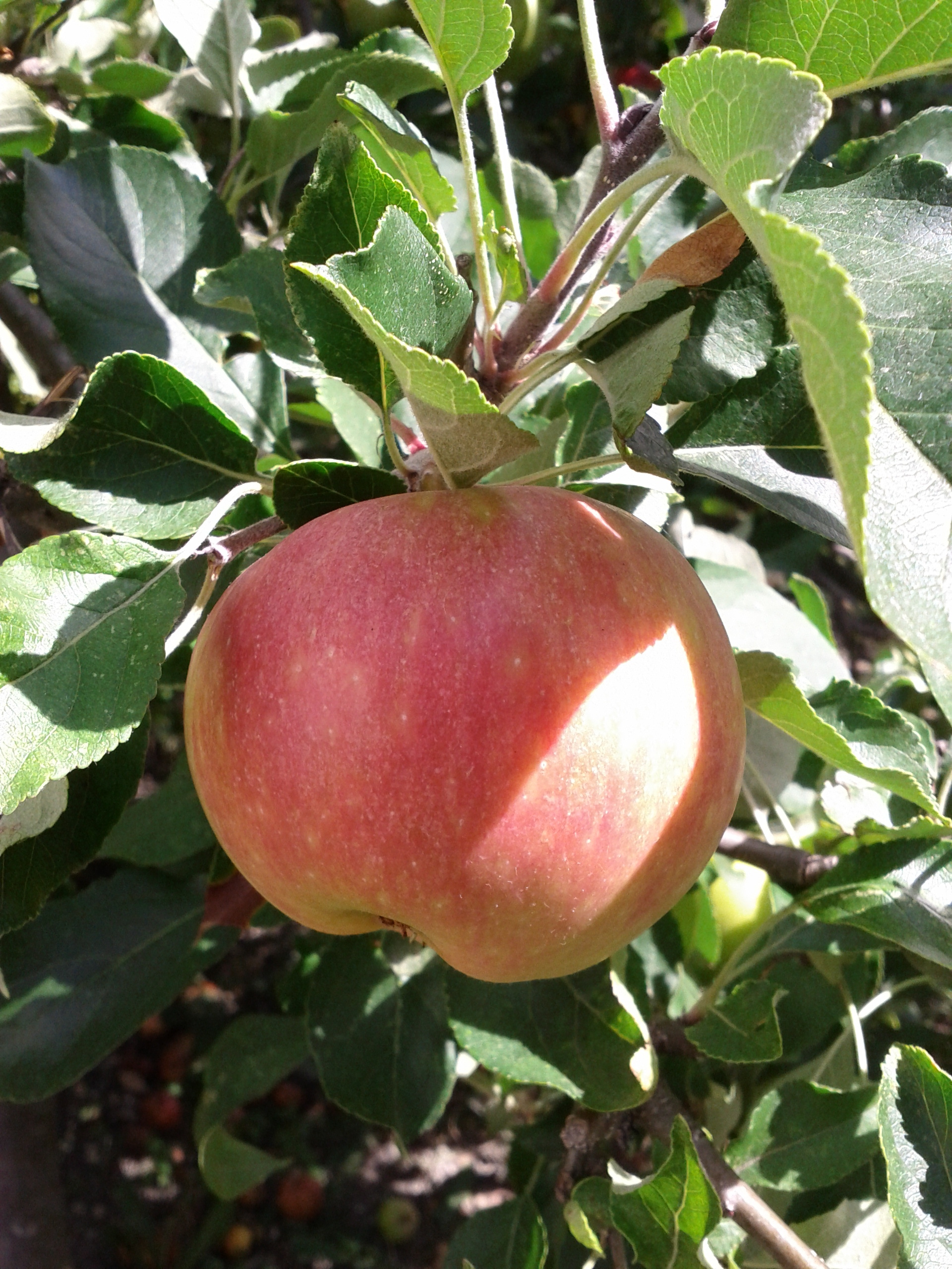 Pomme du jardin