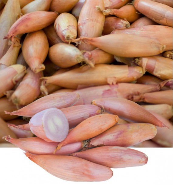 Echalion zebrune