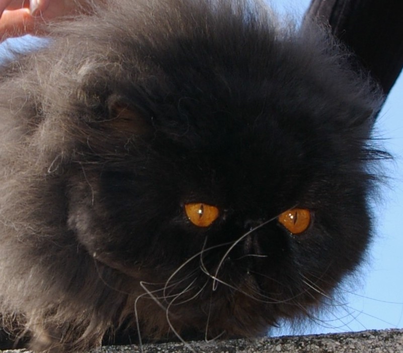 2010 furry angel