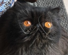 2019 principessa diamantina
