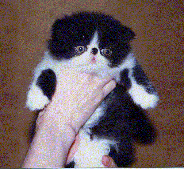 1998 olympe