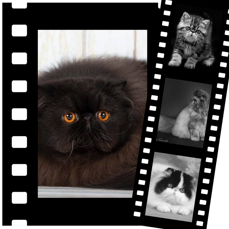 Montage chatons lorien cats