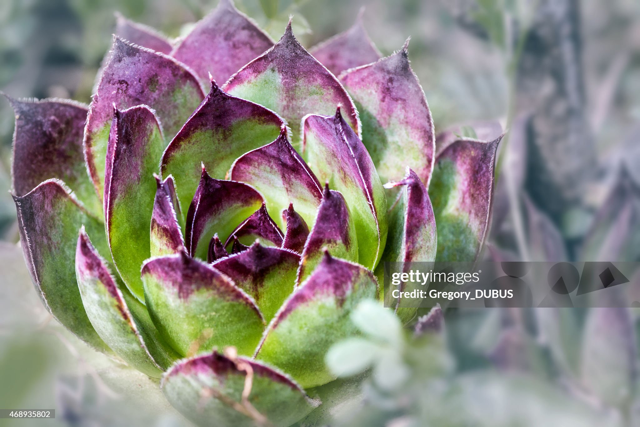 Gettyimages-468935802-2048x2048