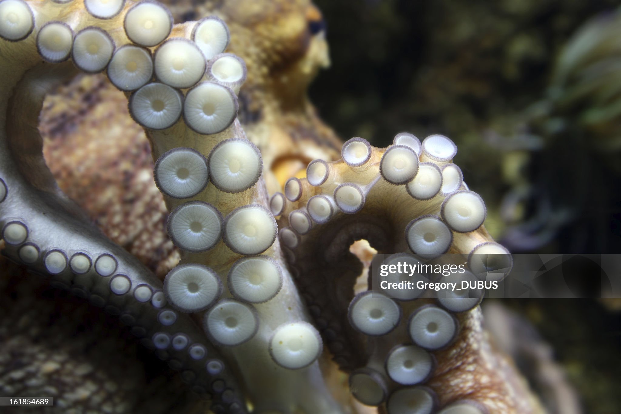 Gettyimages-161854689-2048x2048