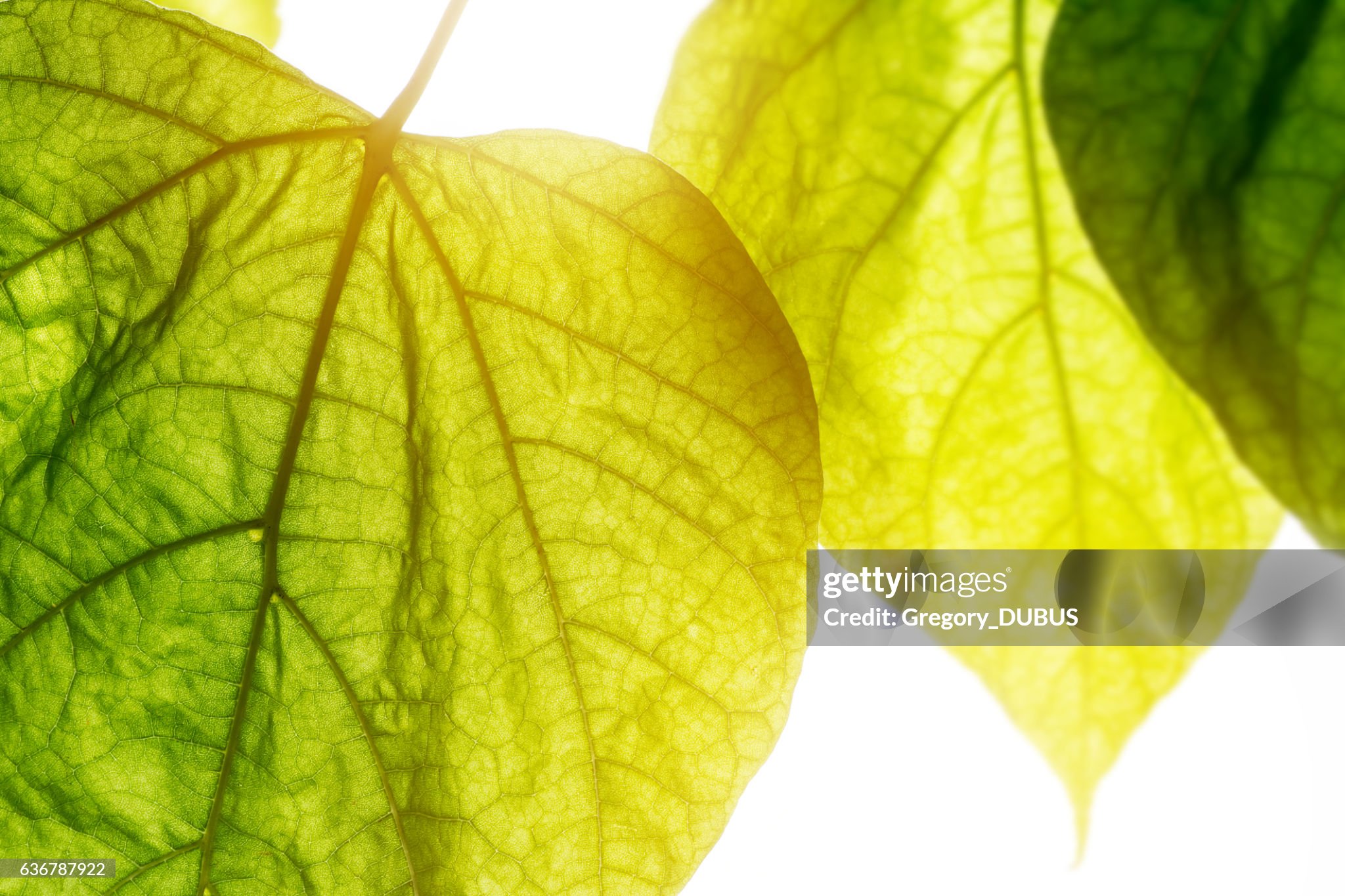 Gettyimages 636787922 2048x2048