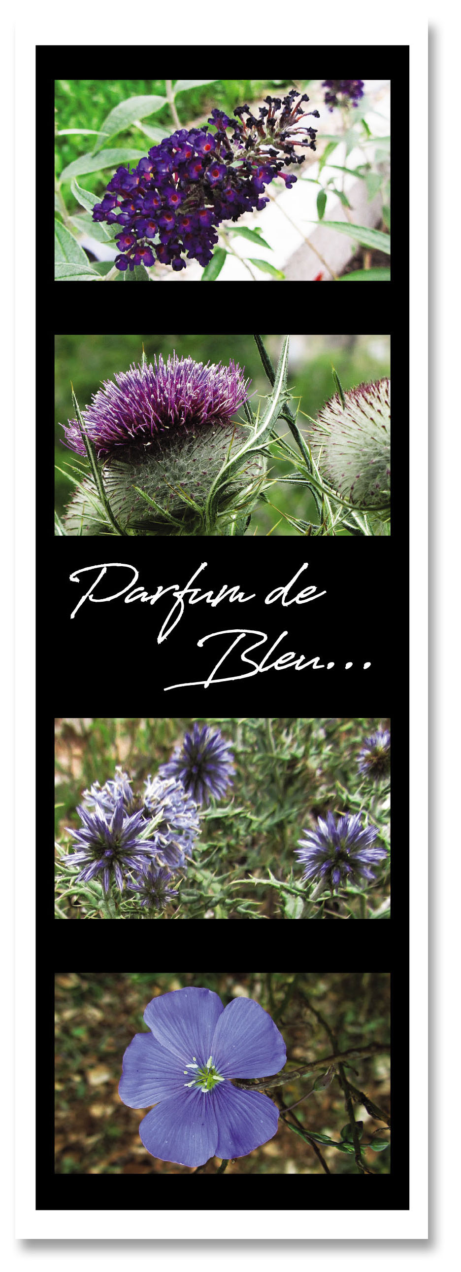 Marq pag parfum de bleu 2