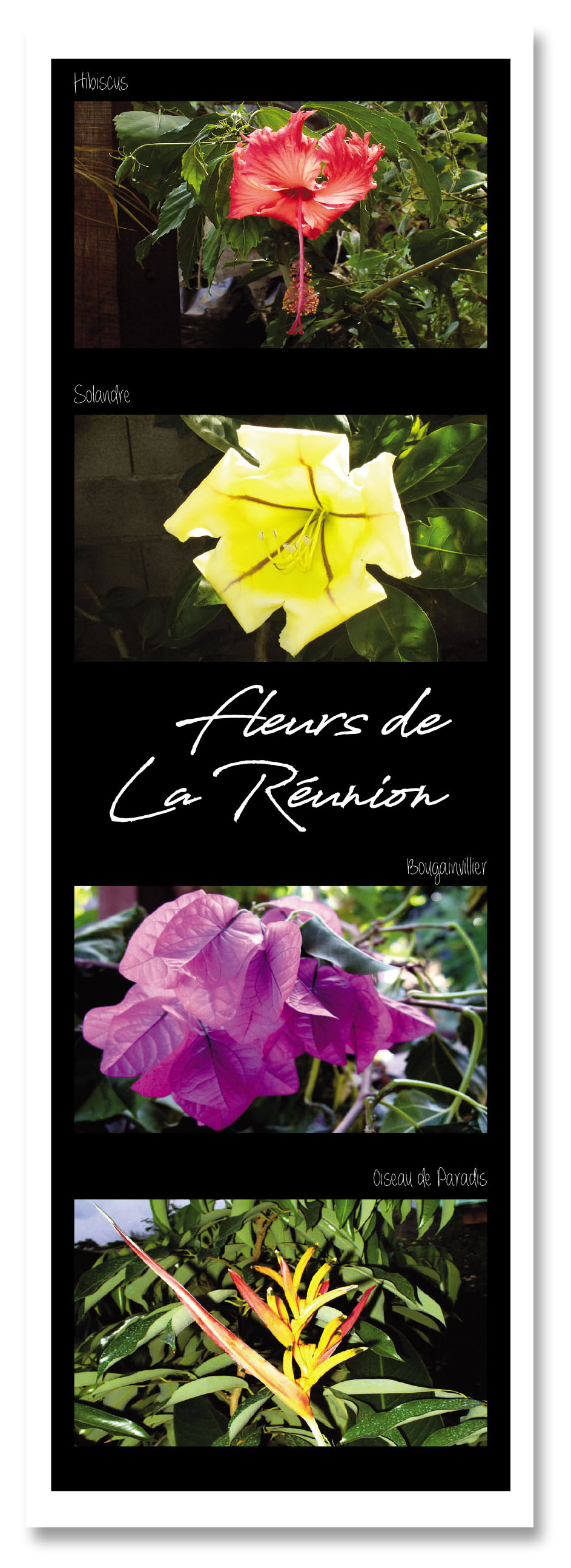 Marq pag fleurs de la reunion 4