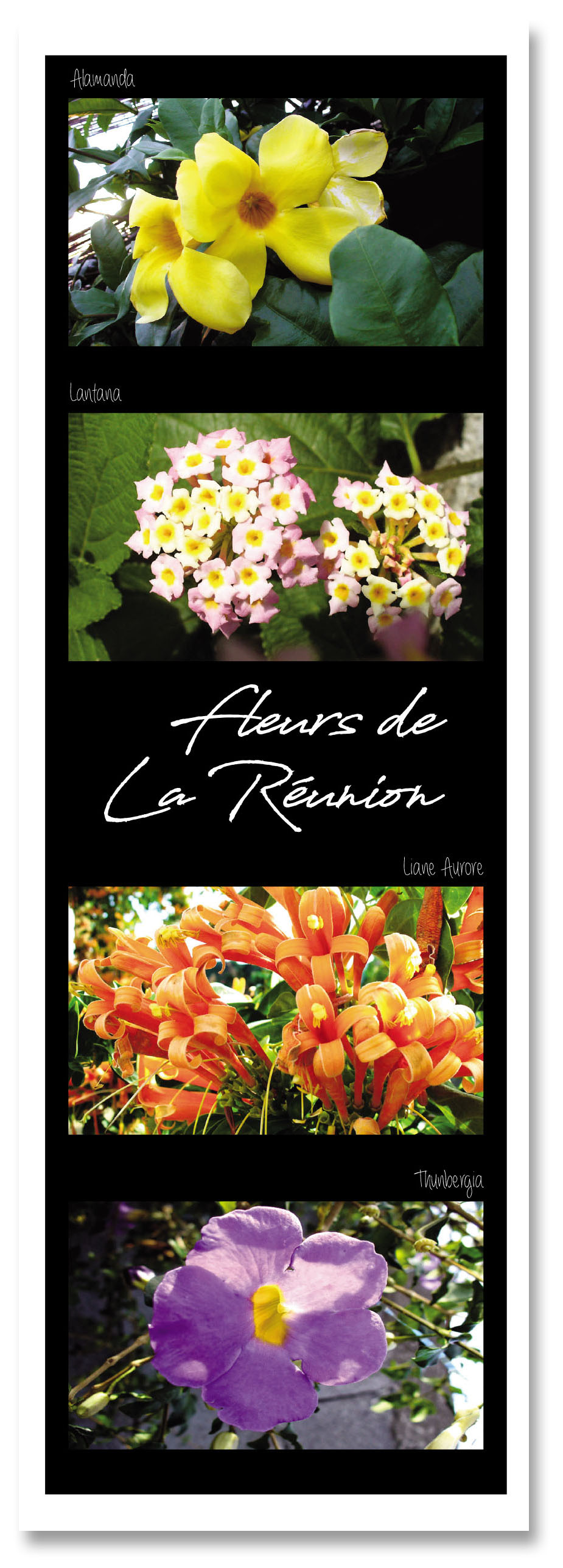 Marq pag fleurs de la reunion 2