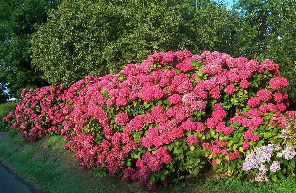 Hort