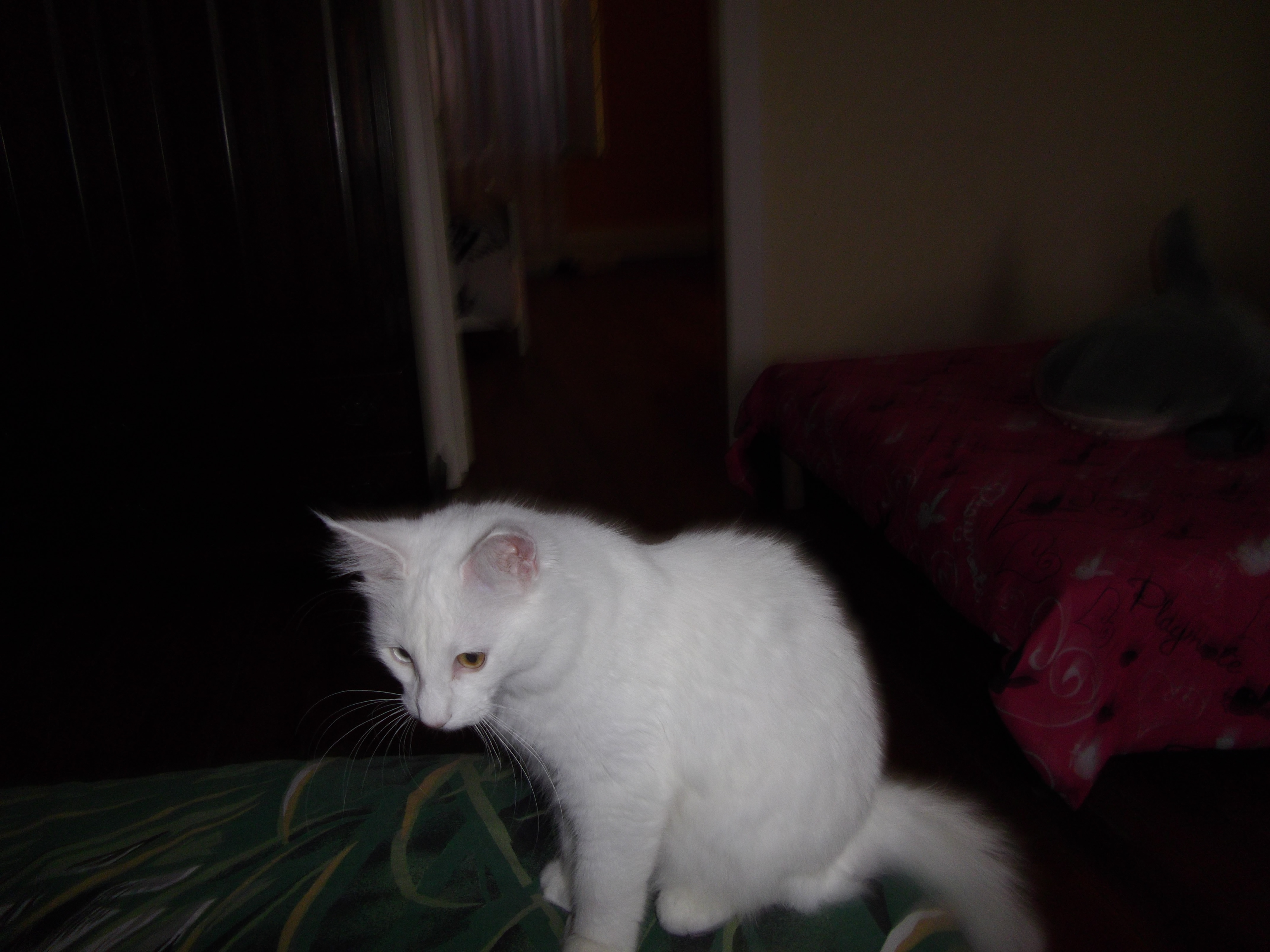 Imgp0208