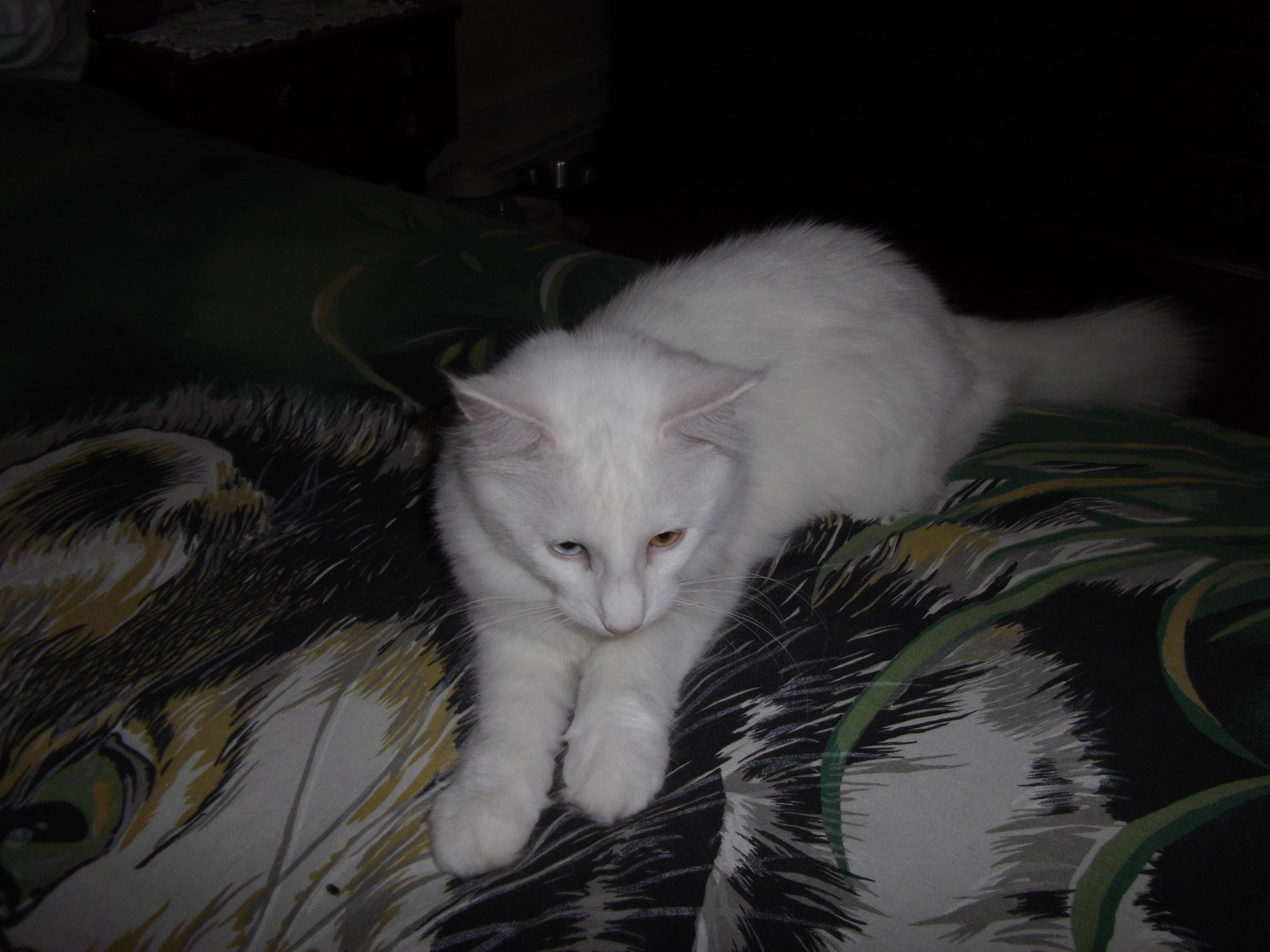 Imgp0210