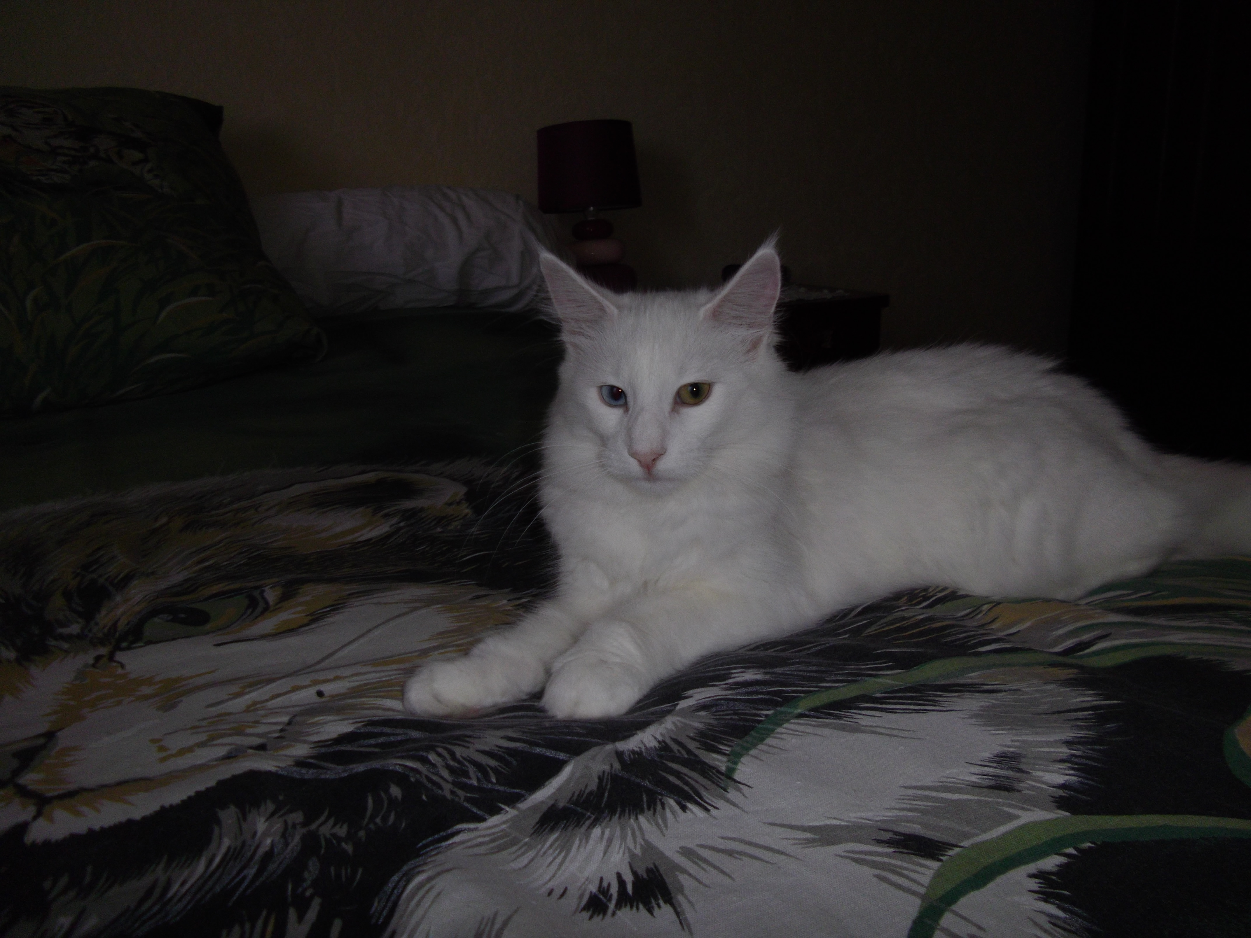 Imgp0211