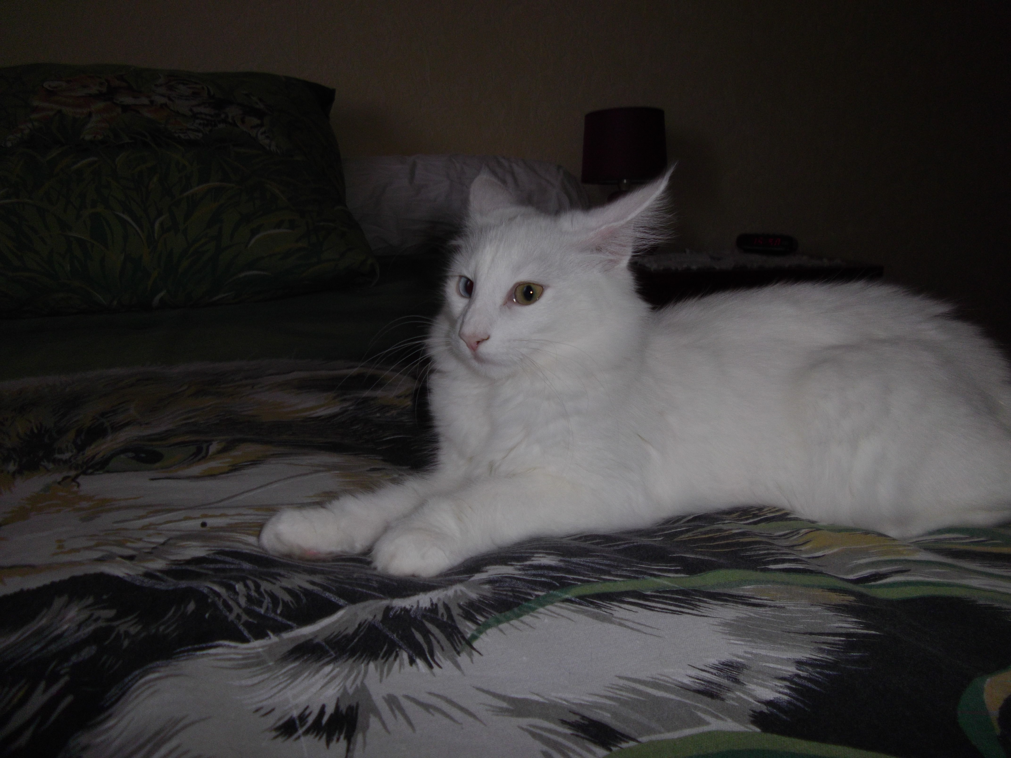 Imgp0212
